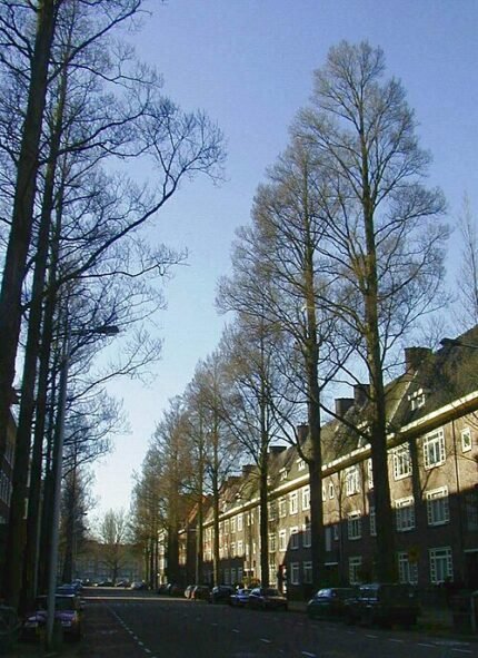 Elegante Ulmus minor subsp. sarniensis boom met groene bladeren in stedelijk park.