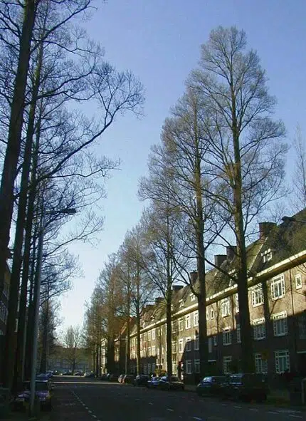 Elegante Ulmus minor subsp. sarniensis boom met groene bladeren in stedelijk park.