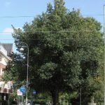 Majestueuze Ulmus minor 'Schuurhoek' boom met groene bladeren.