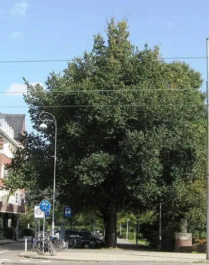 Majestueuze Ulmus minor 'Schuurhoek' boom met groene bladeren.