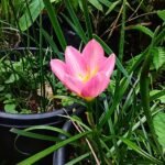 Zephyranthes minuta bloem in witte kleur met groene stelen.
