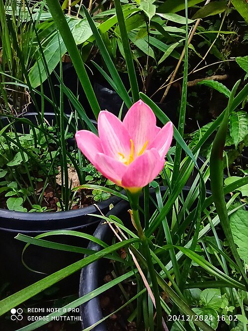 Zephyranthes minuta bloem in witte kleur met groene stelen.