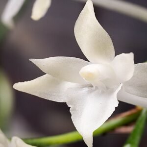 White Rangaeris muscicola orchid flower on dark background.