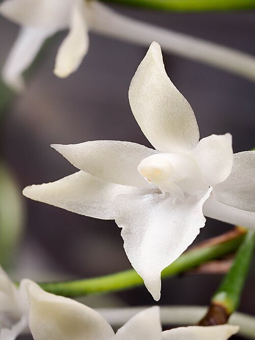 White Rangaeris muscicola orchid flower on dark background.