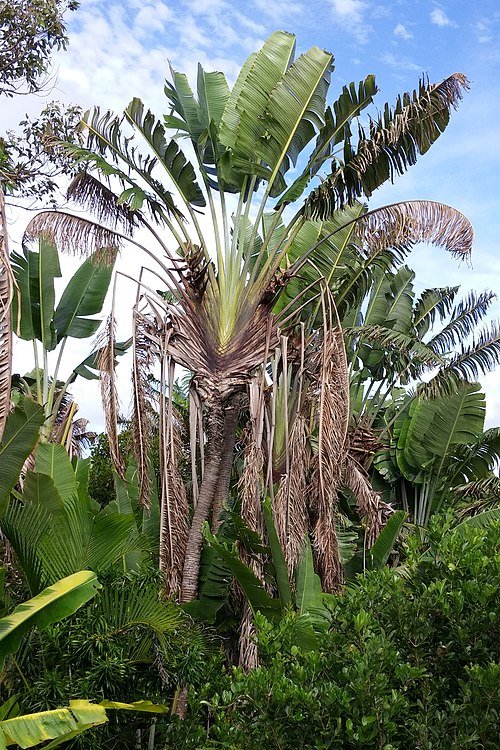 Majestueuze Reizigersboom in Madagascar landschap.