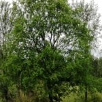 Close-up van Ulmus 'Recerta' boom met heldergroene bladeren in stedelijke omgeving.