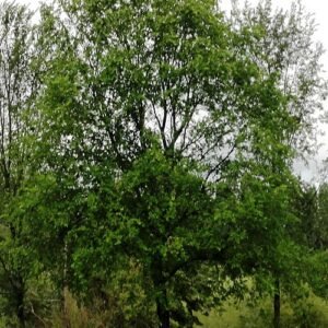 Close-up van Ulmus 'Recerta' boom met heldergroene bladeren in stedelijke omgeving.