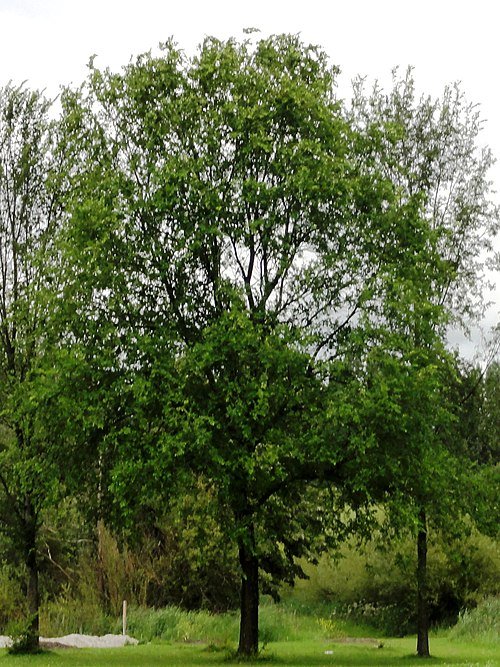 Close-up van Ulmus 'Recerta' boom met heldergroene bladeren in stedelijke omgeving.