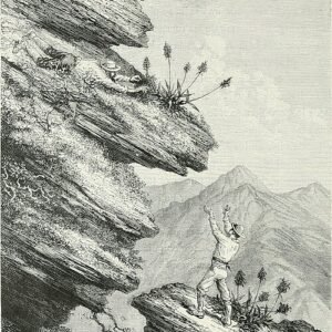 Schomburgkia orchidee bloem in paars en wit tegen groene bladeren.