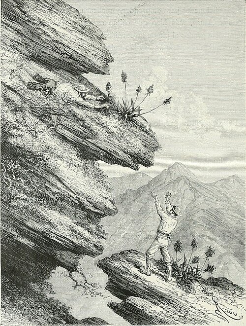 Schomburgkia orchidee bloem in paars en wit tegen groene bladeren.