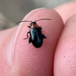 Red-headed flea beetle Systena frontalis on leaf.