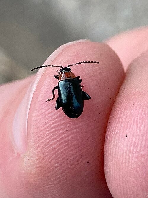 Red-headed flea beetle Systena frontalis on leaf.