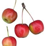 Rode Sentinel-appels op een boom.