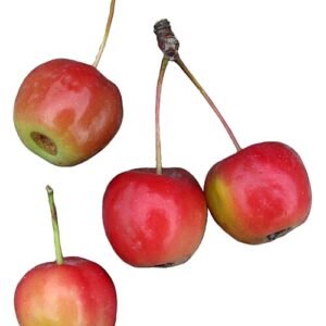 Rode Sentinel-appels op een boom.