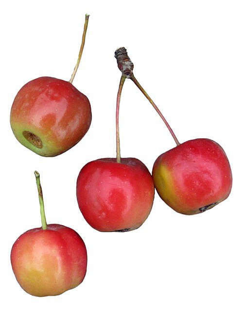 Rode Sentinel-appels op een boom.