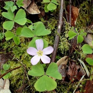 Roodhoutklaver met groene bladeren en witte bloemen.