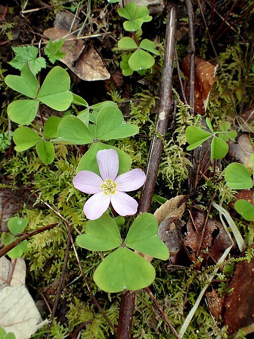 Roodhoutklaver met groene bladeren en witte bloemen.