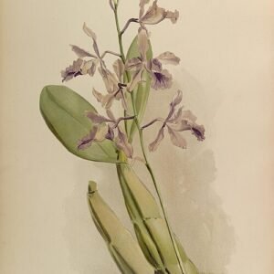Purple and white Myrmecophila orchid flowers on botanical illustration.