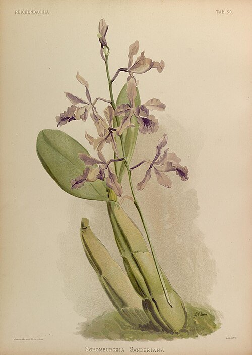 Purple and white Myrmecophila orchid flowers on botanical illustration.