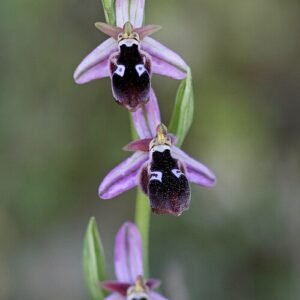 Ophrys reinholdii orchidee met paarse en witte bloemblaadjes op donkere achtergrond.