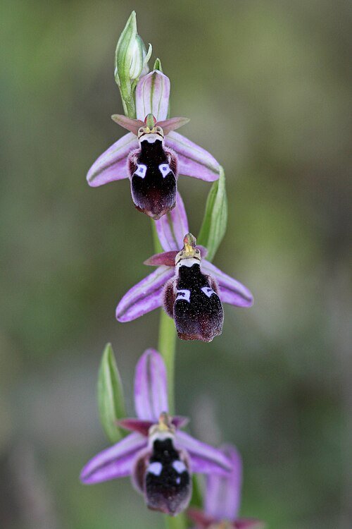 Ophrys reinholdii orchidee met paarse en witte bloemblaadjes op donkere achtergrond.