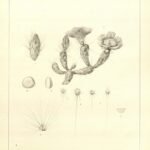 Micropuntia pulchella cactus met levendige roze bloemen in woestijnlandschap.