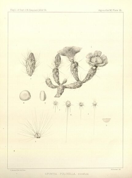 Micropuntia pulchella cactus met levendige roze bloemen in woestijnlandschap.