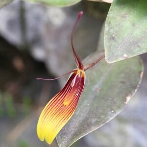 Restrepia antennifera orchidee met paarse bloemen en groene bladeren.
