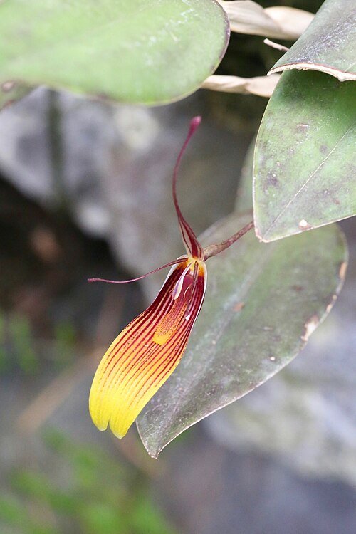 Restrepia antennifera orchidee met paarse bloemen en groene bladeren.