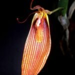 Purple and white Restrepia orchid flower with green leaves.
