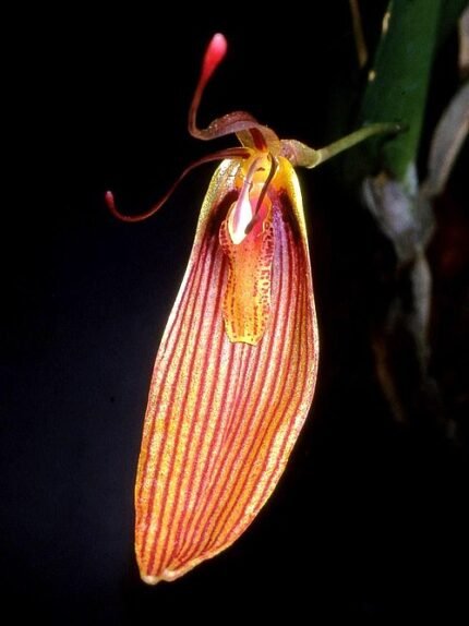 Purple and white Restrepia orchid flower with green leaves.