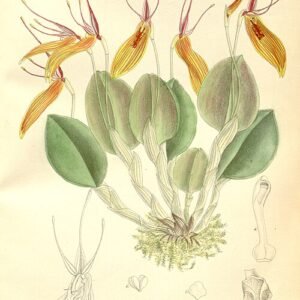 Restrepia brachypus orchidee op botanische illustratie uit 1892.
