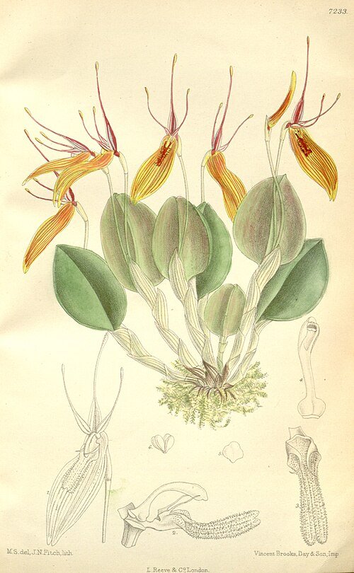Restrepia brachypus orchidee op botanische illustratie uit 1892.