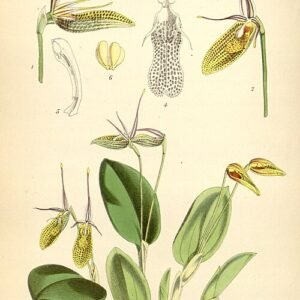 Restrepia elegans orchidee met paarse bloemen en groene bladeren op witte achtergrond.