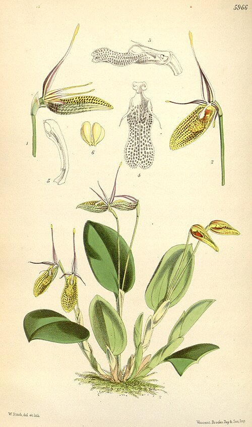 Restrepia elegans orchidee met paarse bloemen en groene bladeren op witte achtergrond.