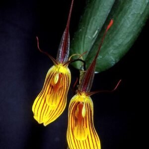 Paarse Restrepia falkenbergii orchidee bloem op donkere achtergrond.