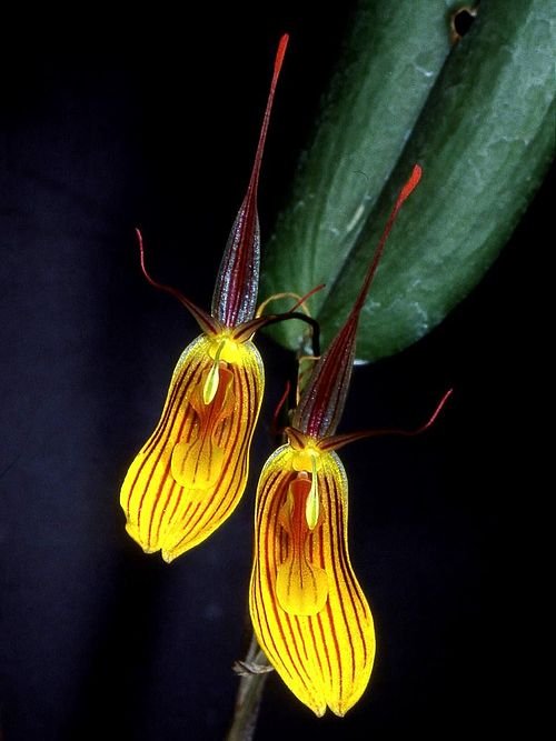 Paarse Restrepia falkenbergii orchidee bloem op donkere achtergrond.
