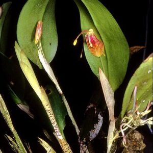 Restrepia flosculata orchidee met paarse en gele tinten.