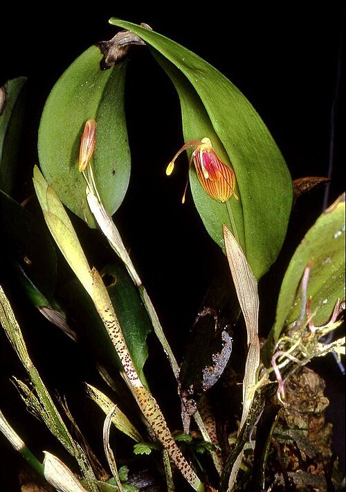 Restrepia flosculata orchidee met paarse en gele tinten.