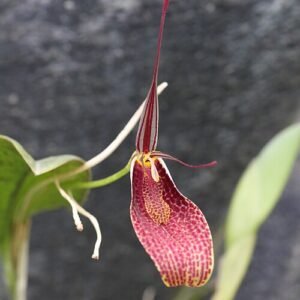 Restrepia guttulata orchidee met gele en rode vlekken en groen blad.