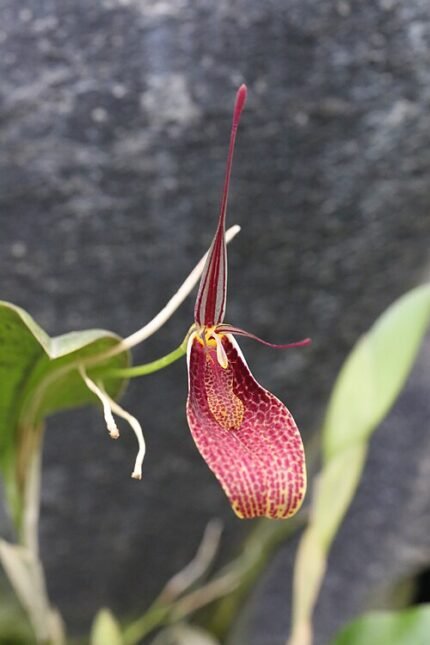 Restrepia guttulata orchidee met gele en rode vlekken en groen blad.