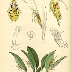 Restrepia muscifera orchidee met heldere bloemblaadjes en groene bladeren op tak.