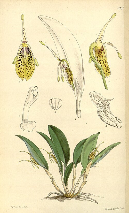 Restrepia muscifera orchidee met heldere bloemblaadjes en groene bladeren op tak.