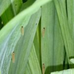 Irisbladwesp larve op Iris pseudacorus plant.