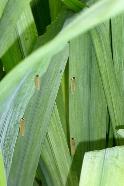 Irisbladwesp larve op Iris pseudacorus plant.