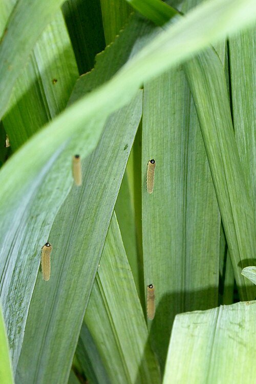 Irisbladwesp larve op Iris pseudacorus plant.