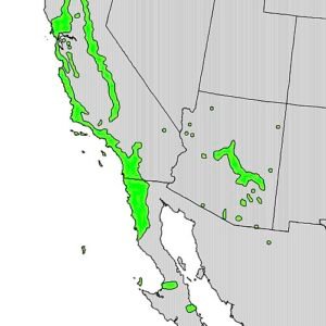 Distribution map of Rhamnus crocea in Dutch.