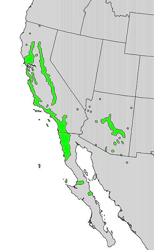 Distribution map of Rhamnus crocea in Dutch.