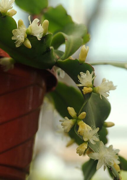 Rhipsalis crispata plant met langwerpige groene stelen en kleine witte bloemen.
