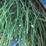 Rhipsalis baccifera cactus met lange, dunne stelen en kleine ronde bessen.